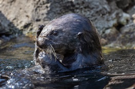 New York Aquarium Home to Rescued Southern Sea Otter 